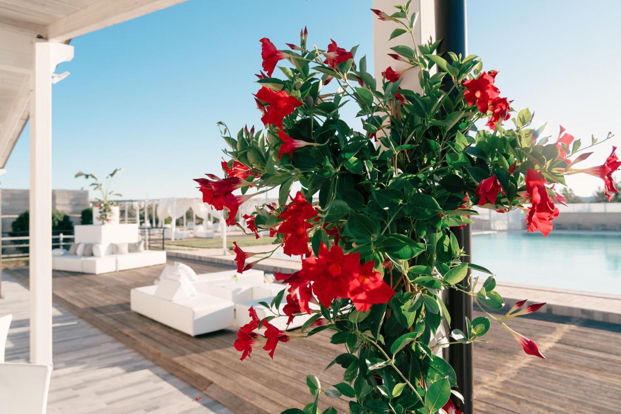 לינה וארוחת בוקר אקואוויווה דלה פונטי Zyra Garden Club מראה חיצוני תמונה